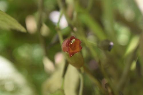Cyrtandra apoensis