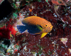 Potter's Angelfish photo 4