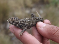 Sceloporus bicanthalis