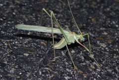 Arethaea brevicauda