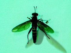 Mydas chrysostomus