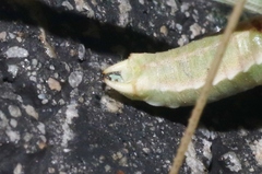 Arethaea brevicauda