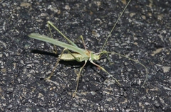 Arethaea brevicauda