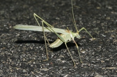 Arethaea brevicauda