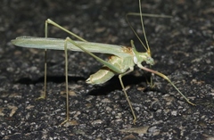 Arethaea brevicauda