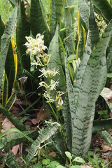 Sansevieria trifasciata