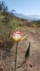 Calochortus fimbriatus