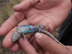 Sceloporus bicanthalis