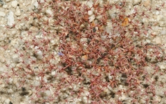 Centrostegia thurberi