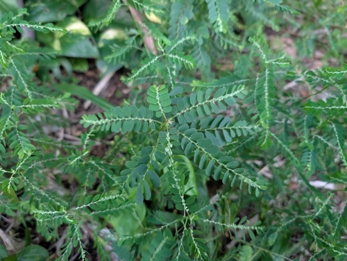 Image of Phyllanthus leucanthus by (c) Damien Wallace, some rights reserved (CC BY)