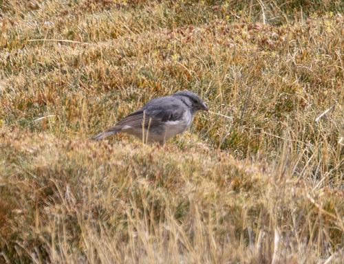 White-throated Sierra Finch (Idiopsar erythronotus), photo 2