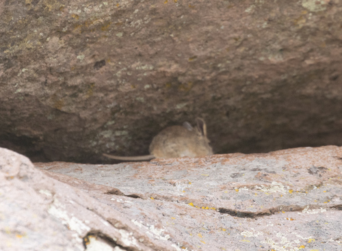 Bolivian Big-eared Mouse