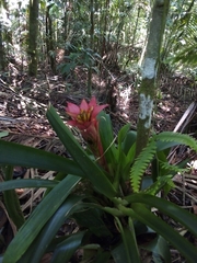 Guzmania lingulata