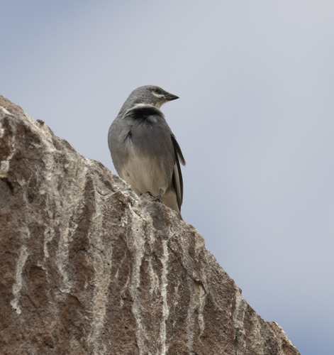 Glacier Finch (Idiopsar speculifer), photo 5