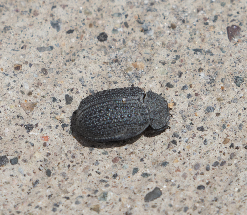 Polynoncus peruanus