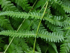 Coryphopteris simulata