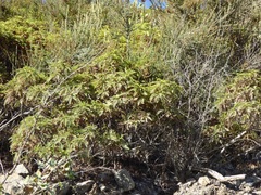 Chamaebatia australis