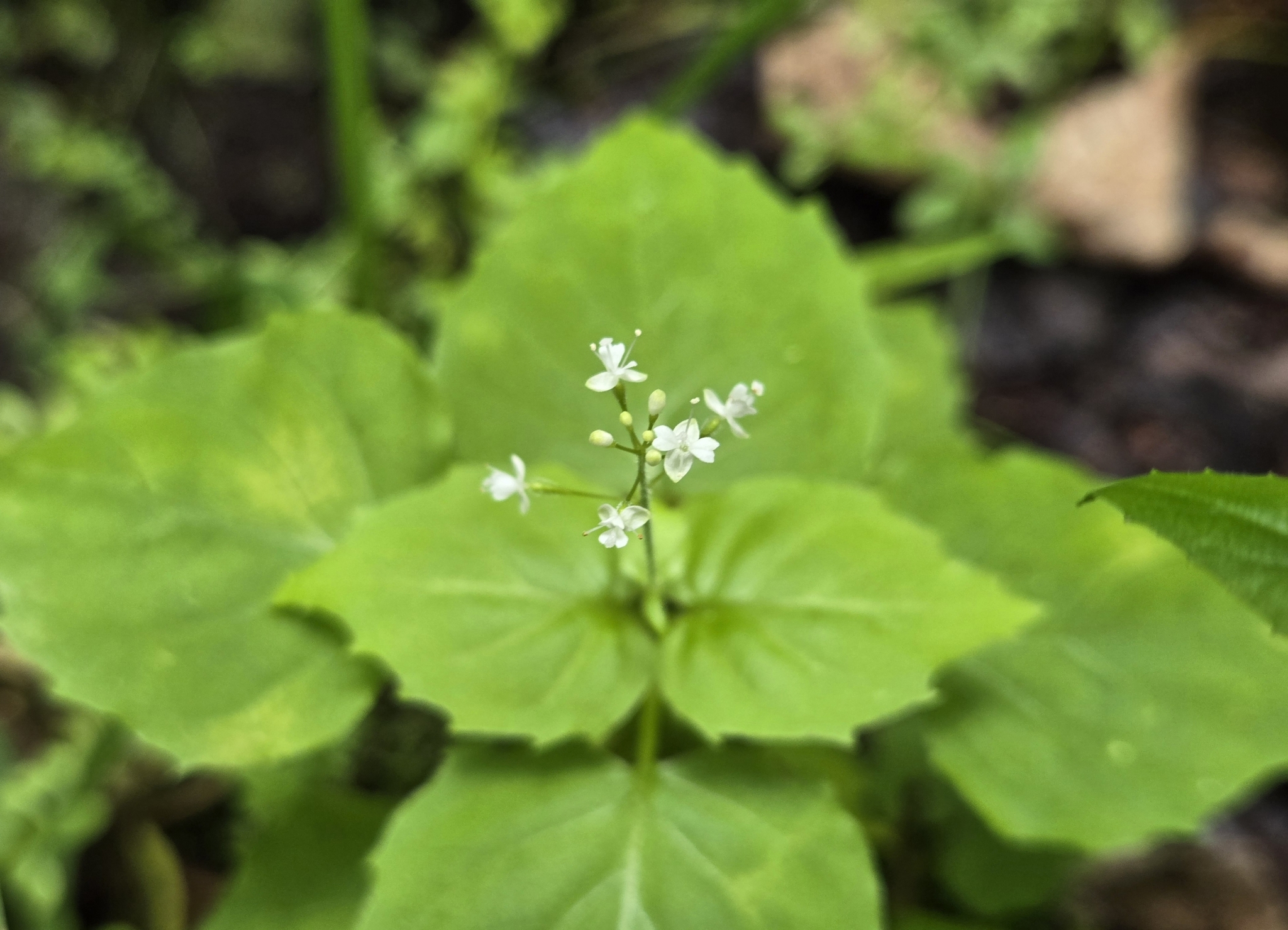 Circaea alpina