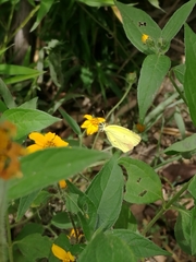 Abaeis xantochlora xantochlora