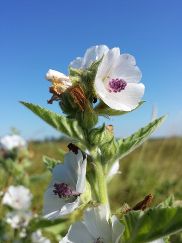 marsh mallow