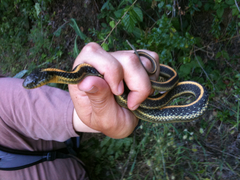 Thamnophis atratus