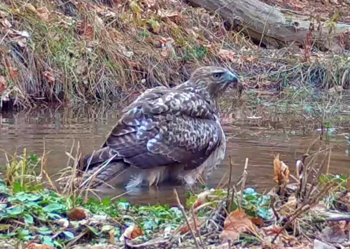 Red-tailed Hawk photographed in Nebraska