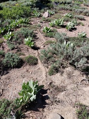 Thomomys monticola