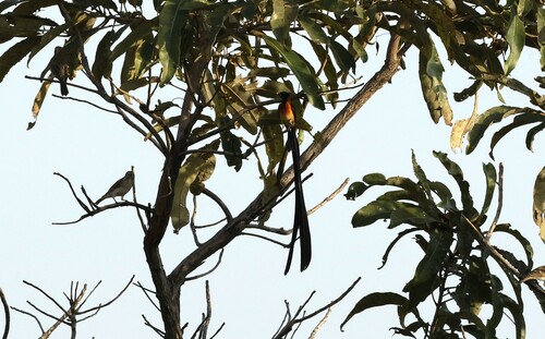 Togo Paradise Whydah (Vidua togoensis), photo 2