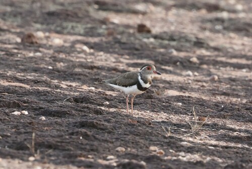 Forbes's Plover (Thinornis forbesi), photo 6