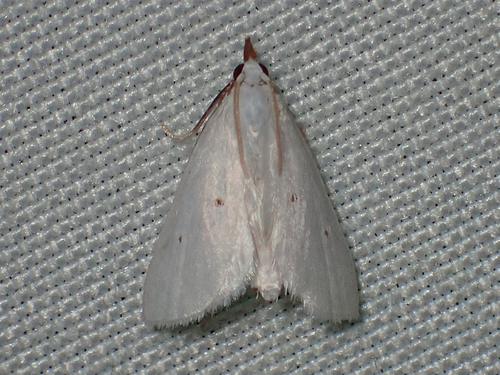 Leptosteges vestaliella photo 3