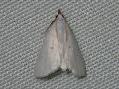Leptosteges vestaliella