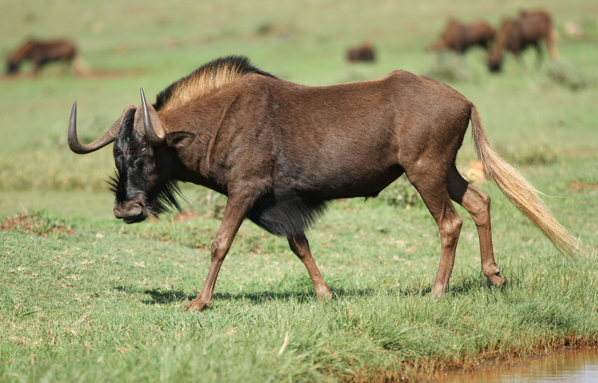 Black Wildebeest (Connochaetes gnou) · iNaturalist