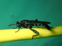 Mydas chrysostomus