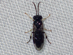 Blennocampinae
