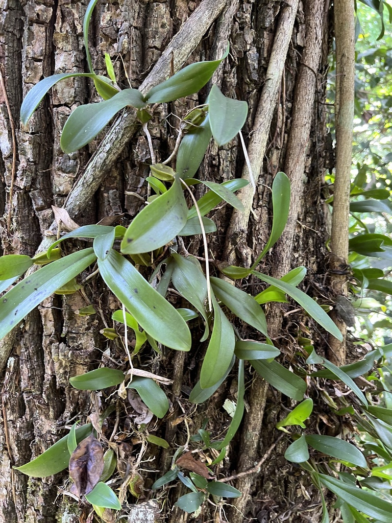 Bulbophyllum maximum (Lindl.) Rchb.f.