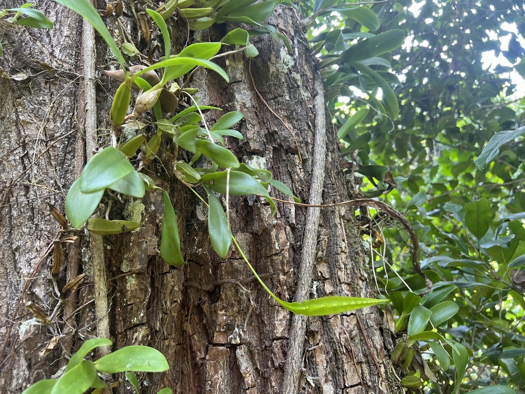 Bulbophyllum maximum (Lindl.) Rchb.f. 2