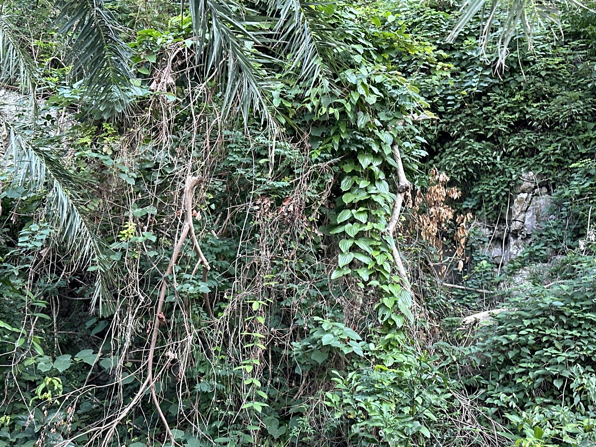 Stemona tuberosa — ảnh 2