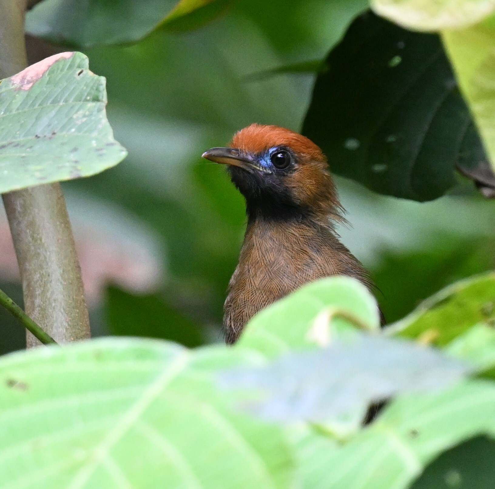 Fluffy-backed Tit-Babbler (Macronus ptilosus), photo 10