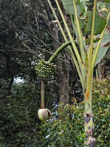 Musa ingens, photograph 3
