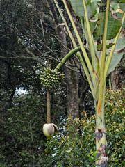 Musa ingens, photograph (c) Cheongweei Gan, some rights reserved (CC BY)