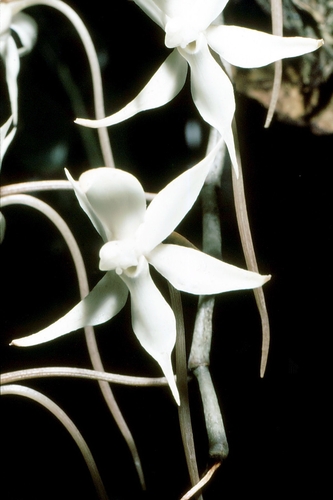 Aerangis thomsonii