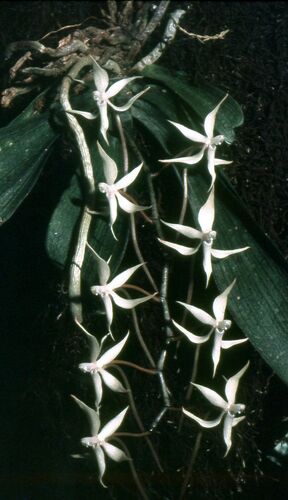 Aerangis thomsonii