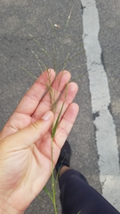 Eragrostis pectinacea