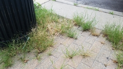 Eragrostis pectinacea