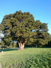 Podocarpus totara totara