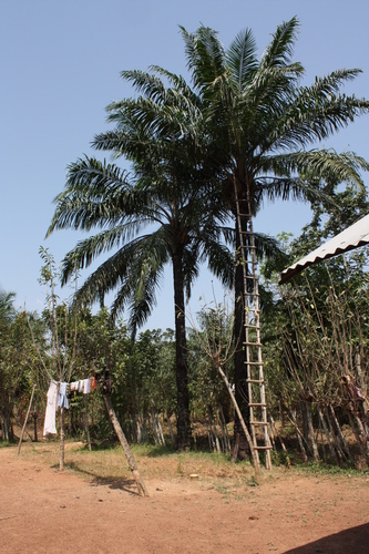 African oil palm