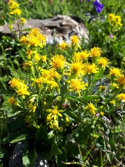 Solidago virgaurea minuta