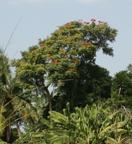 African tulip tree