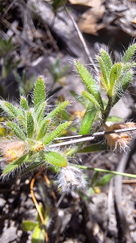 Image of Heath Xanthosia (Xanthosia huegelii) by no rights reserved