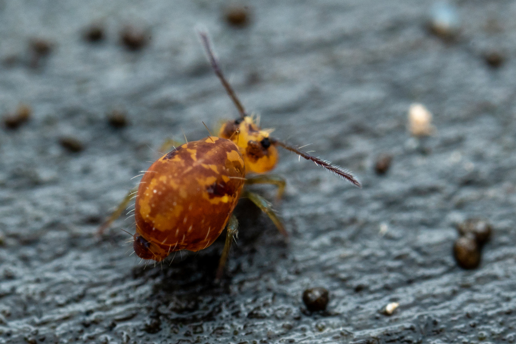 Ptenothrix maculosa